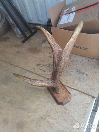 Продам рога лося