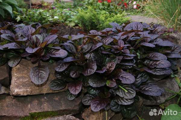 Живучка красная и зелёная, цветущая