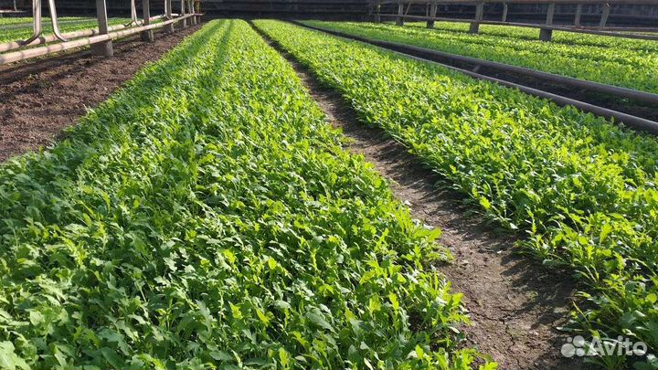 Самоходная сеялка Fazenda SL-5 - 10 рядов