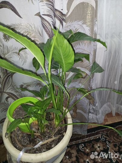 Продам цветы комнатные