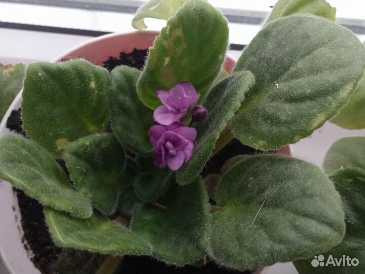 Комнатные цветы