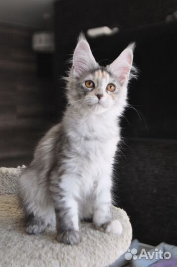 Мейн-кун девочка