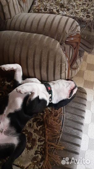 Передержка животных