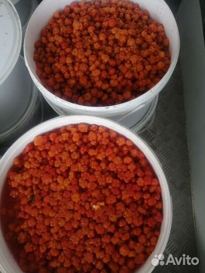 Морошка свежая с побережья Карского моря