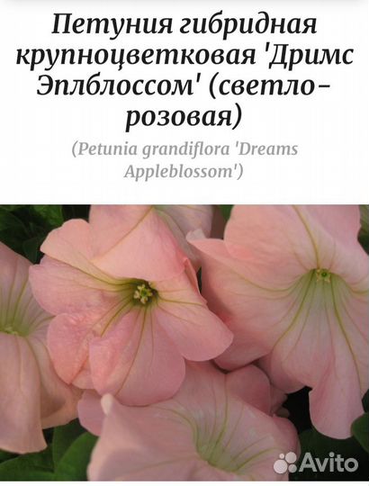 Петуния сортовая рассада в 0.5л