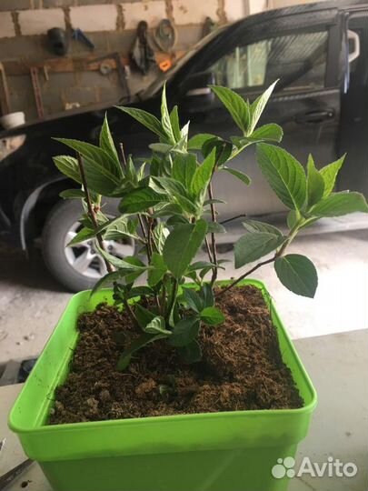 Гортензия Самарская Лидия