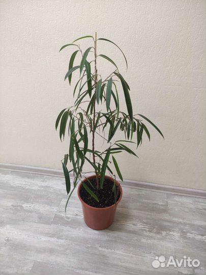 Фикус биннендийка Али