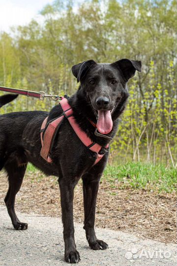 Вуди ждёт друга (Собака из приюта)