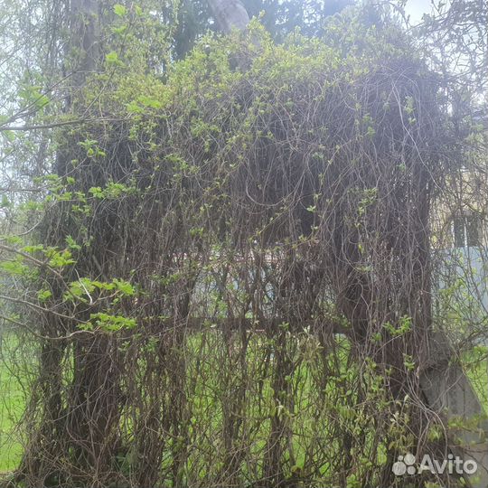 Лимонник китайский