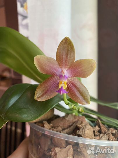 Орхидея фаленопсис MA0810