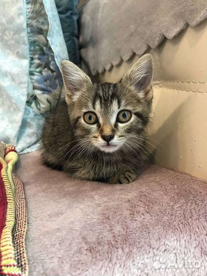 Котенок, над которым издевались, ищет дом