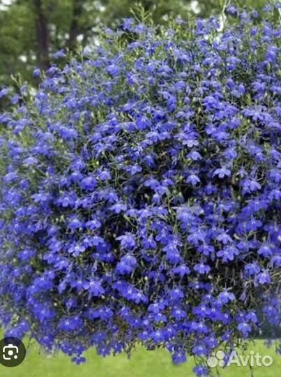 Лобелия рассада