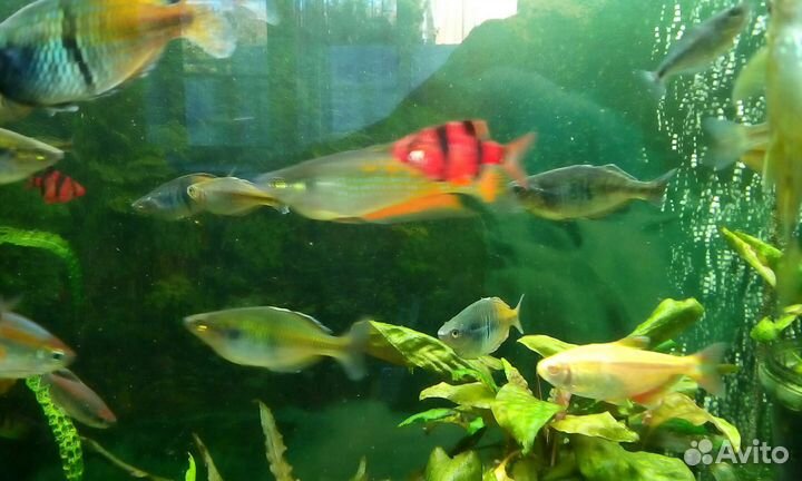 Рыбки собственного разведения много видов