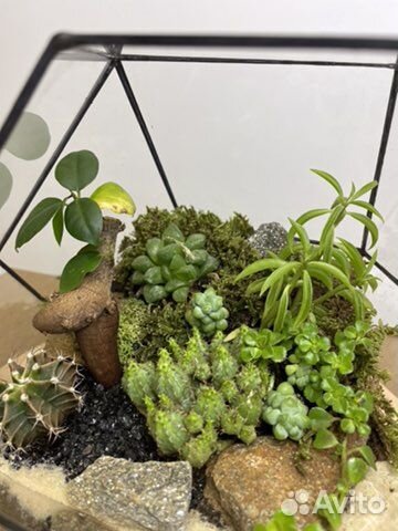 Флорариум «Осознанность» с бонсаем