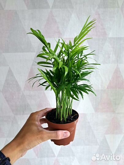 Хамедорея, Нолина