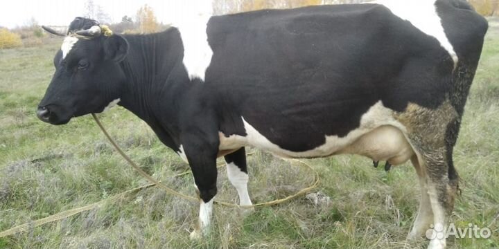 Корова дойная молодая
