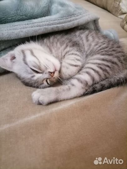 Шотландские вислоухие котята