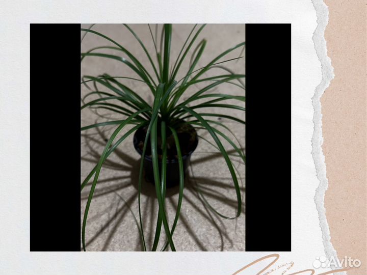 Комнатные растения, филолендрон, аглонема, фикус