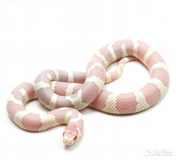 Калифорнийские королевские змеи