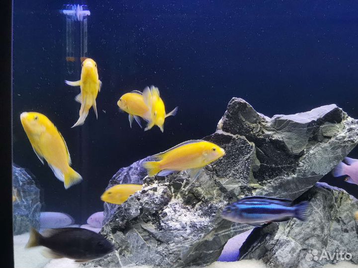 Малавийские цихлиды