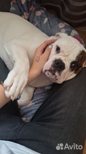 Американский булли