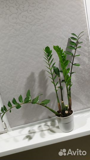 Авокадо Замиокулькас