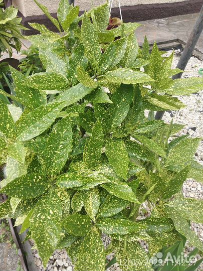 Аукуба японская вечнозелёная