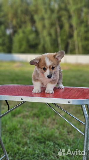 Вельш-корги пемброк щенки
