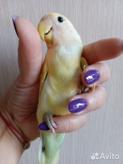 Попугай неразлучник