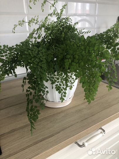 Домашний папоротник Адиантум(венерин волос)