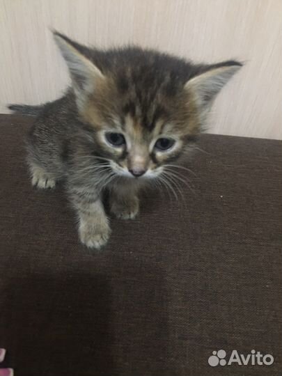 Котята в добрые руки бесплатно