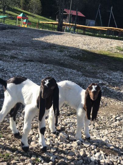 Козлята камори