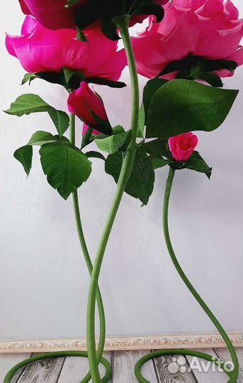 Роза ростовая