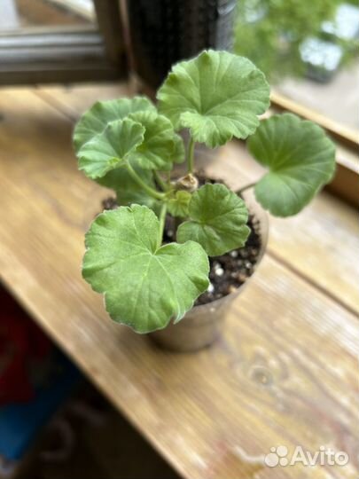 Пеларгония denise sutarve