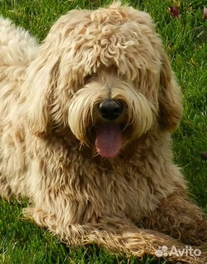 Лабрадудель щенки