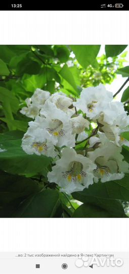 Катальпа саженцы