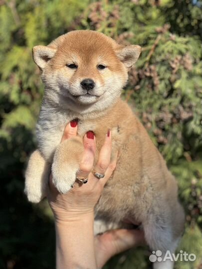 Сиба ину девочка