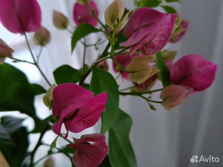 Бугенвилия