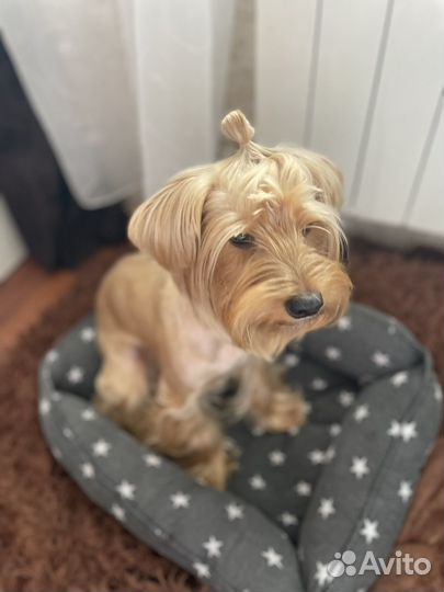 Вязка кобеля Йоркширского терьера