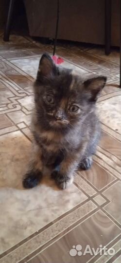 Котята вислоухие