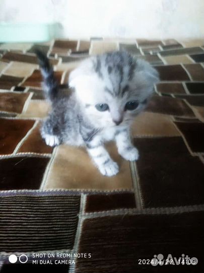 Шотландская вислоухая