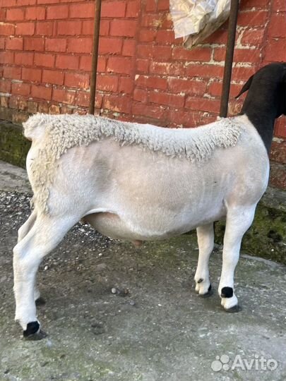 Баранчик дорпер