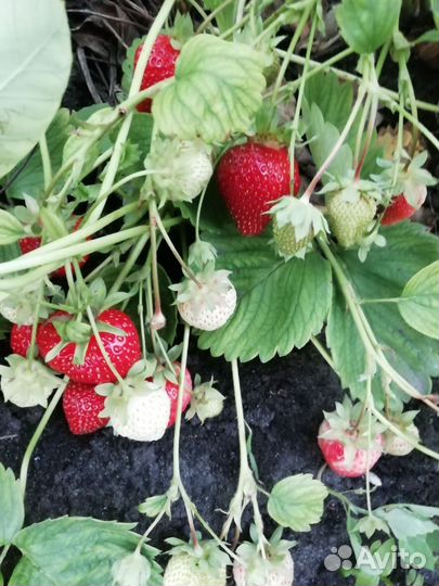 Клубника рассада