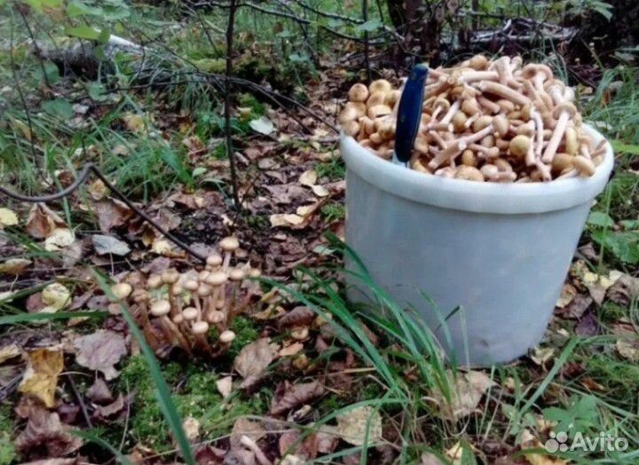 Грибы опята