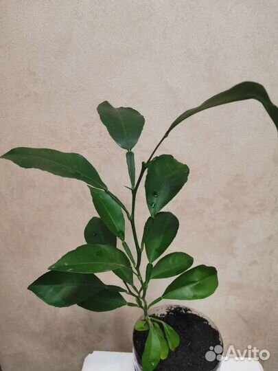 Мандариновое дерево