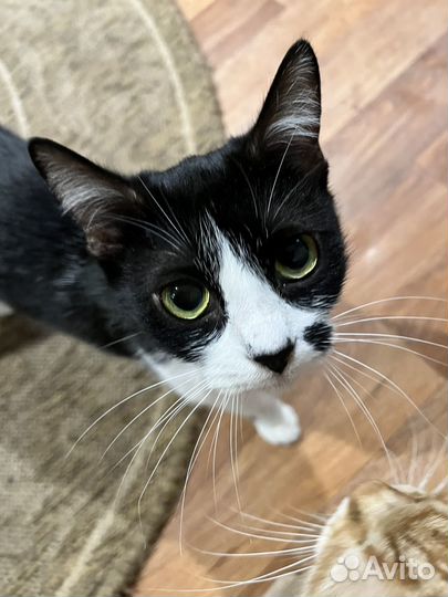 Кошка бесплатно