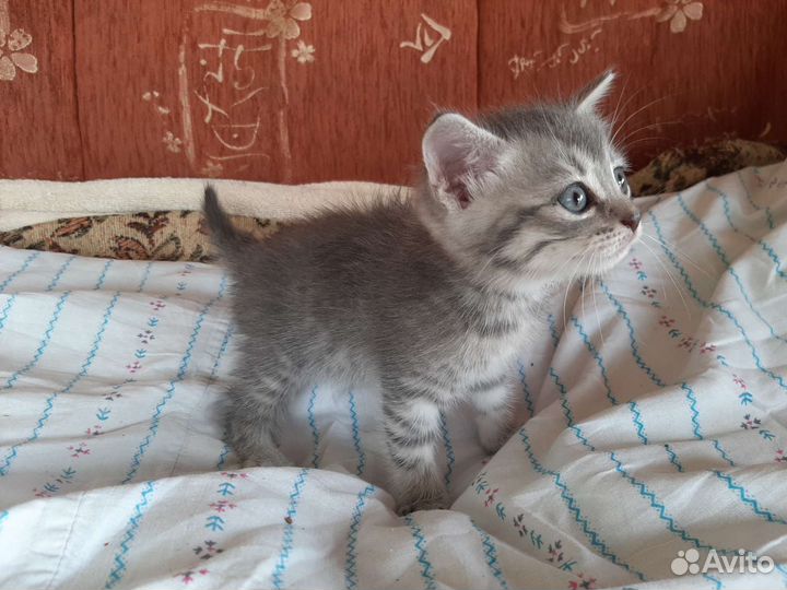 Гладкошерстные котята