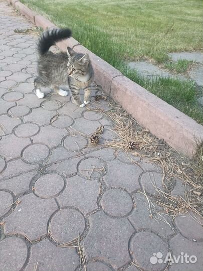 Отдаю кошку