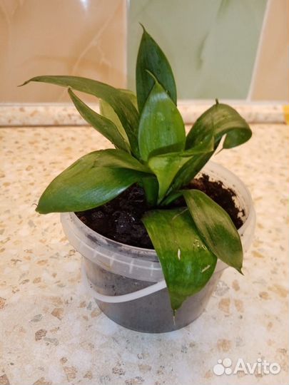 Сансевиерия 1 шт