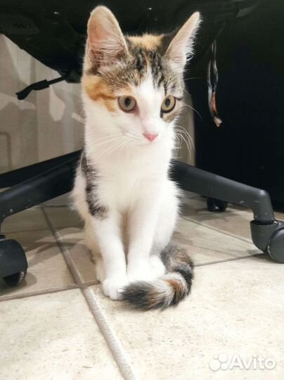 Кошки бесплатно